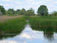 H, Borsod-Abauj-Zemplen, Tiszababolna, Little Hortobagy 1, Saxifraga-Tom Heijnen