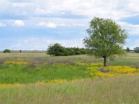 H, Borsod-Abauj-Zemplen, Tiszababolna, Little Hortobagy 5, Saxifraga-Tom Heijnen
