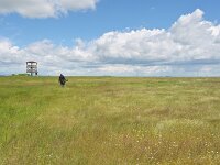 H, Borsod-Abauj-Zemplen, Tiszababolna, Little Hortobagy 7, Saxifraga-Tom Heijnen