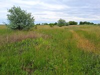 H, Hajdu-Bihar, Egyek, Hortobagy 1, Saxifraga-Tom Heijnen