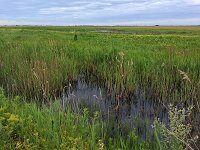 H, Hajdu-Bihar, Egyek, Hortobagy 2, Saxifraga-Tom Heijnen