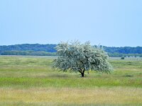 H, Hajdu-Bihar, Hortobagy, Hortobagy 1, Saxifraga-Tom Heijnen