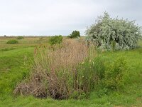 H, Hajdu-Bihar, Hortobagy, Hortobagy 2, Saxifraga-Tom Heijnen