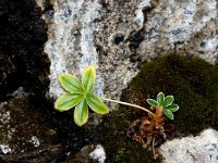 IS, Nordurland eystra, Nordurbing, Hljodaklettar 9, Saxifraga-Mira Hoogenboom