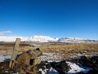 IS, Sudurland, Reykjavíkurborg, Reykjavik 1, Saxifraga-Bart Vastenhouw