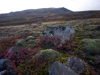 IS, Vesturland, Borgarbyggd, Skorradalsvatn 1, Saxifraga-Mira Hoogenboom