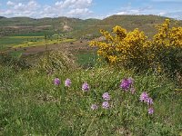 Caltagirone