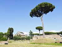 I, Città Metropolitana di Roma Capitale, Roma, Palatino in Roma city 1, Saxifraga-Tom Heijnen
