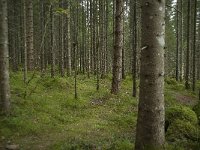 N, More og Romsdal, Fraena, Trollkyrkja 60, Saxifraga-Annemiek Bouwman