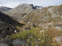 N, More og Romsdal, Rauma, Trollstigen 29, Saxifraga-Willem van Kruijsbergen