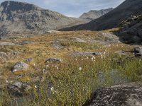 N, More og Romsdal, Rauma, Trollstigen 32, Saxifraga-Willem van Kruijsbergen