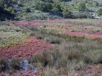 SLO, Slovensko Primorje, Piran, Secovlje salina 5, Saxifraga-Iztok Skornik