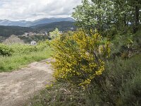 E, Avila, Arenas de San Pedro 12, Saxifraga-Willem van Kruijsbergen