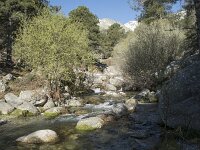E, Avila, El Hornillo, Arroyo de las Alforzas 1, Saxifraga-Willem van Kruijsbergen
