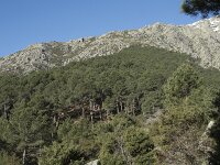 E, Avila, Guisando, Nogal del Barranco 3, Saxifraga-Willem van Kruijsbergen
