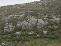 E, Avila, Hoyos del Espino 14, Saxifraga-Willem van Kruijsbergen
