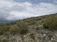 E, Avila, Hoyos del Espino 20, Saxifraga-Willem van Kruijsbergen