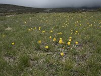 E, Avila, Hoyos del Espino 6, Saxifraga-Willem van Kruijsbergen