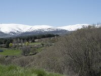 E, Avila, Navarradonda de Gredos 11, Saxifraga-Willem van Kruijsbergen