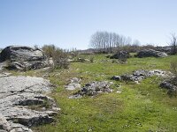 E, Avila, Navarradonda de Gredos 12, Saxifraga-Willem van Kruijsbergen