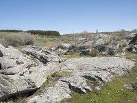 E, Avila, Navarradonda de Gredos 13, Saxifraga-Willem van Kruijsbergen