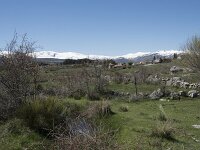E, Avila, Navarradonda de Gredos 19, Saxifraga-Willem van Kruijsbergen