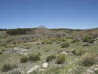 E, Avila, Navarradonda de Gredos 25, Saxifraga-Willem van Kruijsbergen