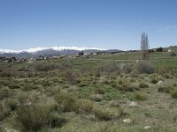 E, Avila, Navarradonda de Gredos 26, Saxifraga-Willem van Kruijsbergen