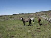 E, Avila, Navarradonda de Gredos 29, Saxifraga-Willem van Kruijsbergen