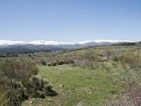 E, Avila, Navarradonda de Gredos 31, Saxifraga-Willem van Kruijsbergen