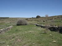 E, Avila, Navarradonda de Gredos 34, Saxifraga-Willem van Kruijsbergen