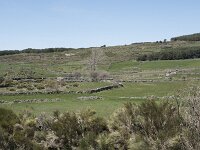 E, Avila, Navarradonda de Gredos 38, Saxifraga-Willem van Kruijsbergen