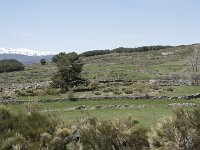 E, Avila, Navarradonda de Gredos 39, Saxifraga-Willem van Kruijsbergen