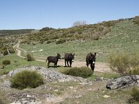 E, Avila, Navarradonda de Gredos 41, Saxifraga-Willem van Kruijsbergen