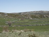 E, Avila, Navarradonda de Gredos 46, Saxifraga-Willem van Kruijsbergen