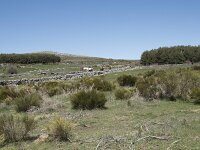 E, Avila, Navarradonda de Gredos 48, Saxifraga-Willem van Kruijsbergen