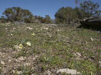 E, Avila, Navarradonda de Gredos 50, Saxifraga-Willem van Kruijsbergen