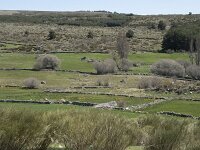 E, Avila, Navarradonda de Gredos 58, Saxifraga-Willem van Kruijsbergen