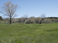 E, Avila, Navarradonda de Gredos 6, Saxifraga-Willem van Kruijsbergen