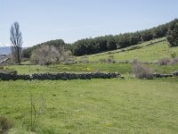 E, Avila, Navarradonda de Gredos 67, Saxifraga-Willem van Kruijsbergen