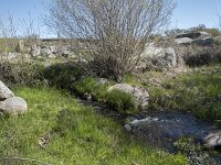 E, Avila, Navarradonda de Gredos 7, Saxifraga-Willem van Kruijsbergen
