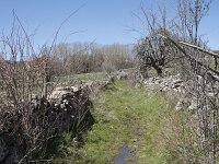 E, Avila, Navarradonda de Gredos 71, Saxifraga-Willem van Kruijsbergen