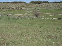 E, Avila, Navarradonda de Gredos 81, Saxifraga-Willem van Kruijsbergen