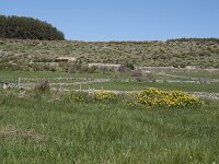 E, Avila, Navarradonda de Gredos 83, Saxifraga-Willem van Kruijsbergen