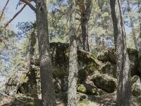 E, Avila, Navarradonda de Gredos, Parador de Gredos 6, Saxifraga-Willem van Kruijsbergen