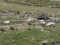 E, Avila, San Juan de Gredos, Rio Barbellido 24, Saxifraga-Willem van Kruijsbergen