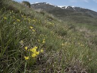 E, Avila, San Juan de Gredos, Rio Barbellido 4, Saxifraga-Willem van Kruijsbergen
