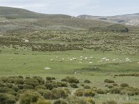 E, Avila, San Juan de Gredos, Rio Barbellido 40, Saxifraga-Willem van Kruijsbergen