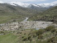 E, Avila, San Juan de Gredos, Rio Barbellido 42, Saxifraga-Willem van Kruijsbergen