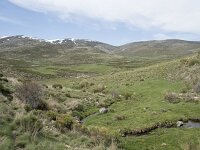E, Avila, San Juan de Gredos, Rio Barbellido 5, Saxifraga-Willem van Kruijsbergen